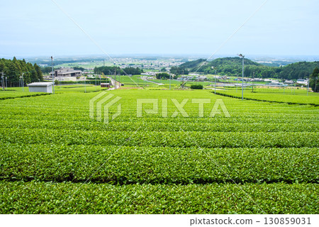 新茶園、伊勢茶、水澤茶(三重縣四日市水澤町) 新茶園、伊勢茶、水澤茶(三重縣四日市水澤町) 130859031