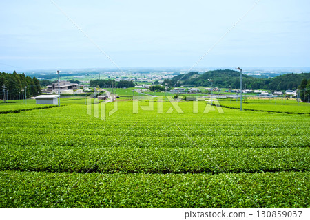 New tea fields, Ise tea, and Suizawa tea (Mizusawa Town, Yokkaichi City, Mie Prefecture) 130859037