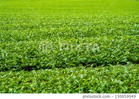New tea fields, Ise tea, and Suizawa tea (Mizusawa Town, Yokkaichi City, Mie Prefecture) 130859049