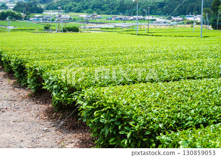 New tea fields, Ise tea, and Suizawa tea (Mizusawa Town, Yokkaichi City, Mie Prefecture) New tea fields, Ise tea, and Suizawa tea (Mizusawa Town, Yokkaichi City, Mie Prefecture) 130859053