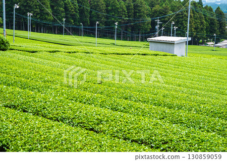 新茶園、伊勢茶、水澤茶(三重縣四日市水澤町) 新茶園、伊勢茶、水澤茶(三重縣四日市水澤町) 130859059