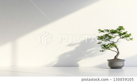 Bonsai tree in a minimalist interior space with soft natural light creating shadows on the wall 130859105