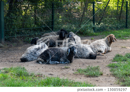 A flock of sheep resting on the ground in the shade of trees A flock of sheep resting on the ground in the shade of trees 130859297