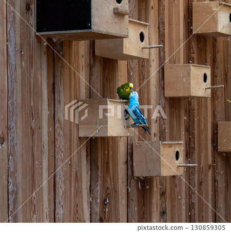 Two brightly colored budgies sit on one of the many birdhouses attached to a wooden wall. One budgie is green and yellow, and the other is bright blue. They sit close to each other, displaying communi Two brightly colored budgies sit on one of the many birdhouses attached to a wooden wall. One budgie is green and yellow, and the other is bright blue. They sit close to each other, displaying communi 130859305