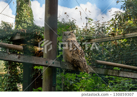 A close-up of an adult owl (presumably an eagle owl or owl) perched on a wooden crossbar in an aviary. Its feathers are brown and mottled, which helps it camouflage itself. A close-up of an adult owl (presumably an eagle owl or owl) perched on a wooden crossbar in an aviary. Its feathers are brown and mottled, which helps it camouflage itself. 130859307