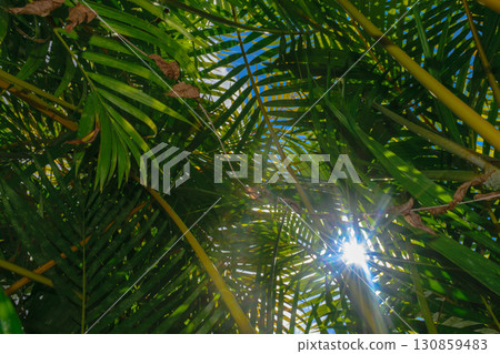 A lot of palm leaves covering the sky. Sun beam visible through the leaves A lot of palm leaves covering the sky. Sun beam visible through the leaves 130859483