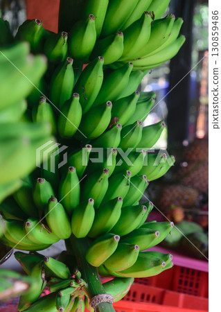 A lot of unripe and green banana bundles hanging in local fruit market in Indonesia A lot of unripe and green banana bundles hanging in local fruit market in Indonesia 130859486