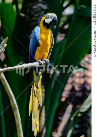 Blue-yellow Macaw parrot sitting on the branch in front of palm trees Blue-yellow Macaw parrot sitting on the branch in front of palm trees 130859518