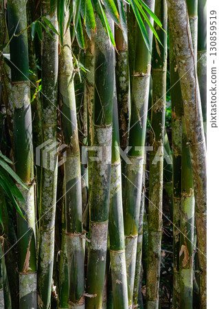 Dark rainforest with growing green bamboo tree background Dark rainforest with growing green bamboo tree background 130859519