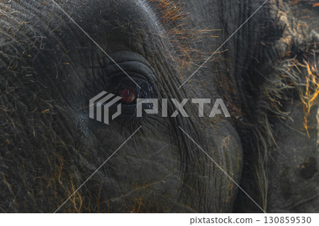 Part of Sumatra elephant head with huge eye 130859530