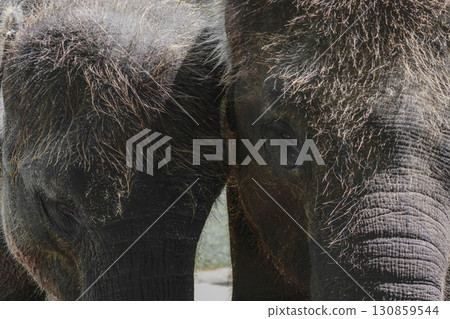 Two young and hairy Sumatra elephants standing next to each other 130859544