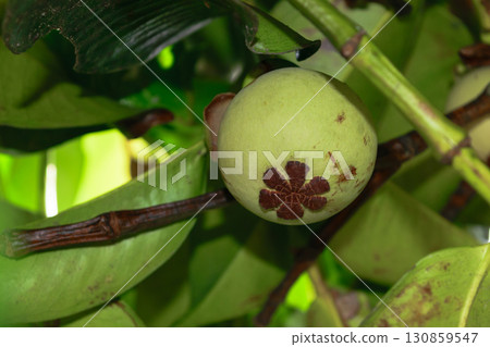Unripe green mangosteen fruit growing on the tree 130859547
