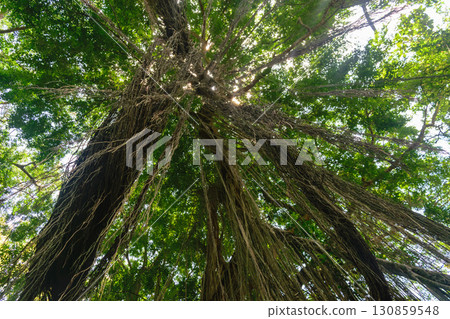 Up view from the ground of big and green rainforest tree and a lot of big hanging liana Up view from the ground of big and green rainforest tree and a lot of big hanging liana 130859548