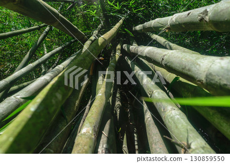 Up view from the ground of green and big bamboo tree trunks in rainforest 130859550