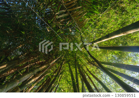 Up view from the ground of green and big bamboo tree trunks in rainforest with beam of the sun 130859551