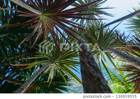 Up view from the ground of grey palm trees trunk and green, red leaves in blue sky background Up view from the ground of grey palm trees trunk and green, red leaves in blue sky background 130859555