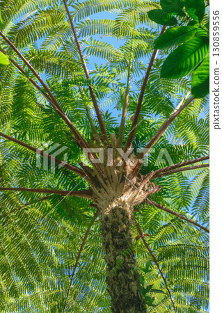 Up view from the ground of palm tree trunk and green leaves in blue sky background Up view from the ground of palm tree trunk and green leaves in blue sky background 130859556