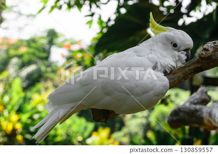 White Sulphur-crested cockatoo resting on branch in green foliage background White Sulphur-crested cockatoo resting on branch in green foliage background 130859557