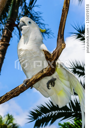 White Sulphur-crested cockatoo sitting on branch in blue sky and palms background White Sulphur-crested cockatoo sitting on branch in blue sky and palms background 130859558