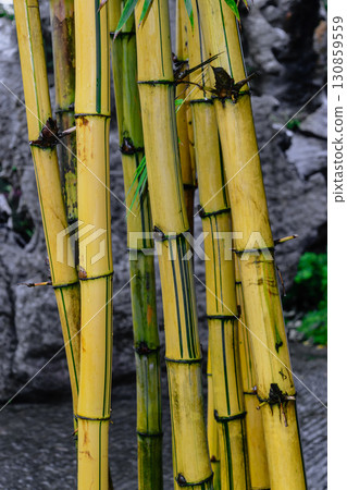 Yellow bamboo trunks in front of the grey stone background Yellow bamboo trunks in front of the grey stone background 130859559