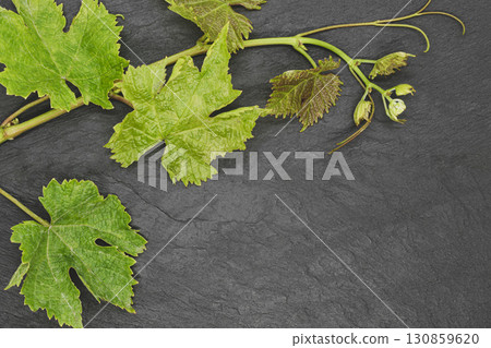Grape twig on black stone background Grape twig on black stone background 130859620