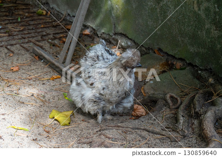 A close-up of a young hen with fluffy, ruffled plumage sitting on the ground. Her feathers are shades of grey, black and white, and her head has a noticeable crest and comb. A close-up of a young hen with fluffy, ruffled plumage sitting on the ground. Her feathers are shades of grey, black and white, and her head has a noticeable crest and comb. 130859640