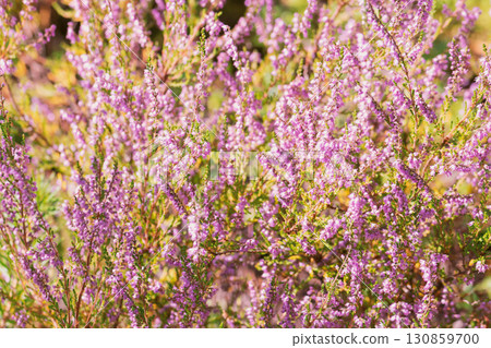 Purple blooming heathers background 130859700