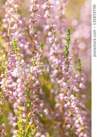 Purple blooming heathers background Purple blooming heathers background 130859706