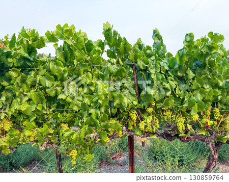 Grape harvest. Vineyards with grapevine in the evening sun. 130859764