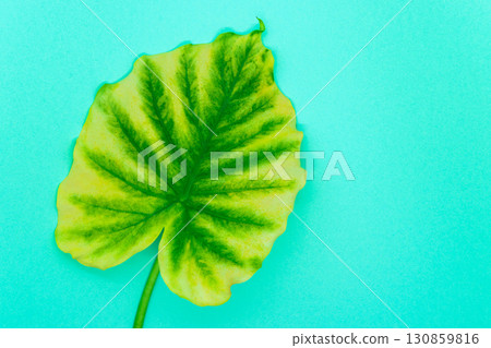 Alocasia leaf on soft blue background 130859816