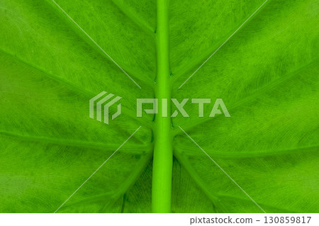 Background of bottom side of green Alocasia leaf 130859817