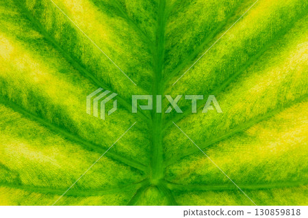 Background of inner side of green Alocasia leaf 130859818
