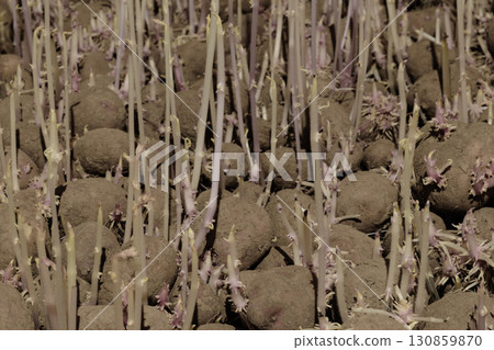 Background Surface of Sprouting Potatoes in Food Basement Background Surface of Sprouting Potatoes in Food Basement 130859870
