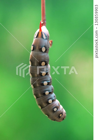 Bedstraw hawk-moth caterpillar Bedstraw hawk-moth caterpillar 130859903