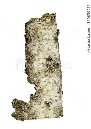 Birch tree bark isolated on white background Birch tree bark isolated on white background 130859913