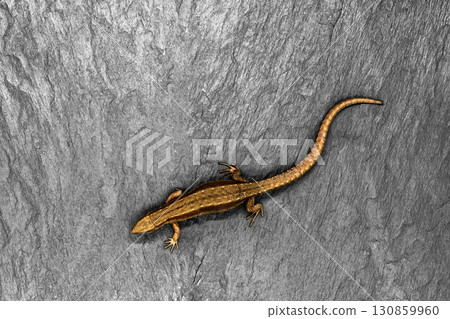 Bronze Lizard Lying on White Stone Background with Free Space. Sharp and Macro View of Lizard from Above 130859960