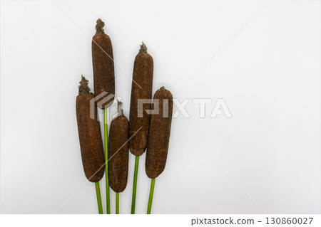 Brown reeds background Brown reeds background 130860027