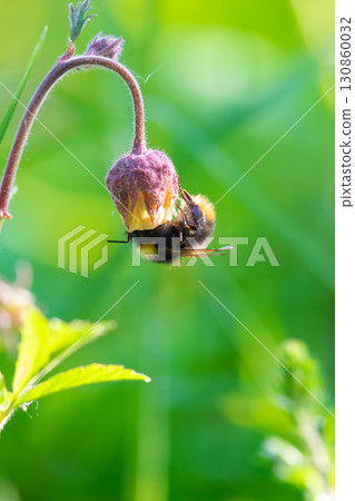 Bumblebee taking nectar from flower Bumblebee taking nectar from flower 130860032