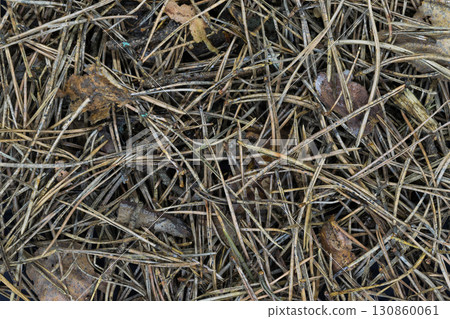 Close up and Sharp Background of Pine Needles and Old Leaves 130860061