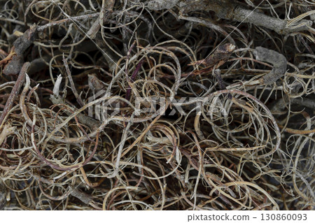 Dense and Tangled Brown Roots Background Surface 01 Dense and Tangled Brown Roots Background Surface 01 130860093