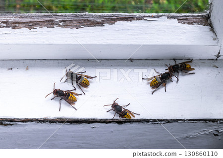 European hornets European hornets 130860110