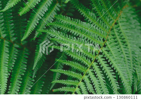 Ferns leaves green foliage in soft colors background surface 130860111