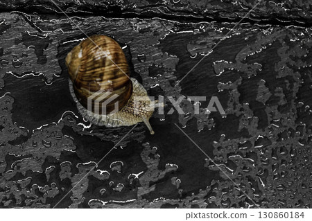 Grape Snail on Wet Black Stone Background. Main Focus on Snails Head Grape Snail on Wet Black Stone Background. Main Focus on Snails Head 130860184