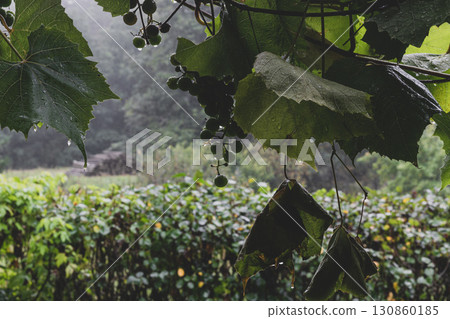 Grape twig during rain 130860185