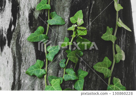 Ivy plant on dry trunk 130860228