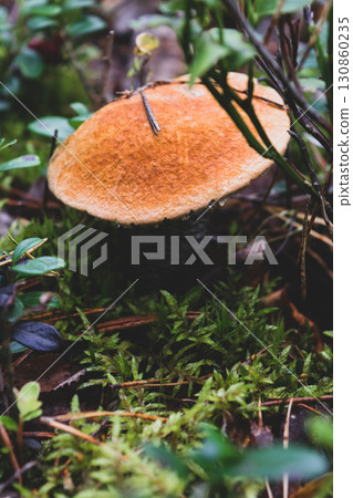 Growing leccinum mushroom 130860235