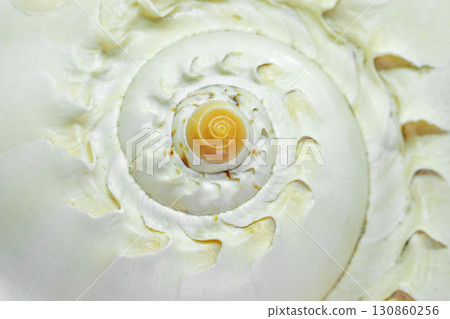 Macro background of spiral form seashell 130860256