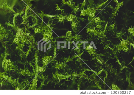 Macro green moss background Macro green moss background 130860257