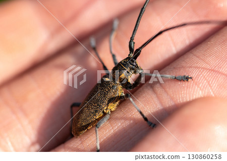 Macro view of black longhorn beetle Macro view of black longhorn beetle 130860258