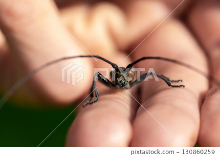 Macro view of black longhorn beetle Macro view of black longhorn beetle 130860259